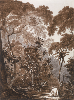 The Fan Palm in the Island of Cracatoa, from 'Views in the South Seas', pub. 1788 (etching)