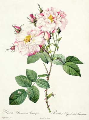 Rosa damascena variegata (York and Lancaster rose), engraved by Bessin, from 'Les Roses', 1817-24 (coloured aquatint)