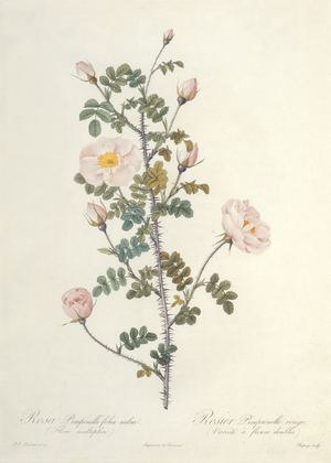 Rosa Pimpinellifolia Rubra Flore Multiplici, engraved by Chapuy, published by Remond (coloured engraving)