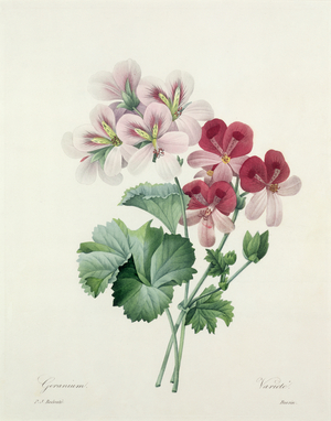 Geranium Variety (Crane's-bill) from 'Choix des Plus Belles Fleurs', 1827 (coloured engraving)