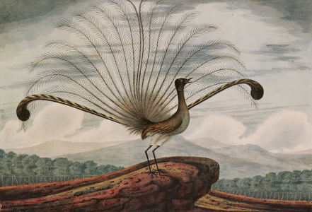 Lyrebird: mamura superba, 1813 (w/c)