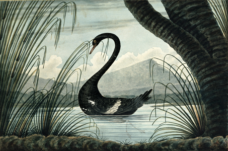 The Black Swan, 1813 (w/c)