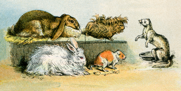 Pets, variety of rabbits, guinea pig and ferret. Lithograph from 19th century illustration.