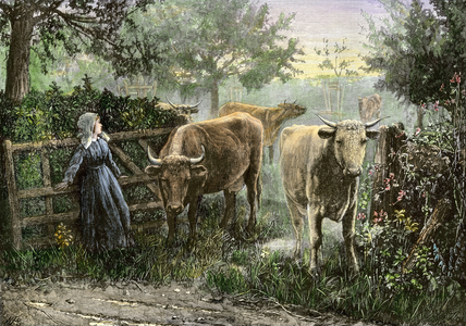Daughter of a farmer bringing the cattle (herd of cows) back to the farm. Colourful engraving of the 19th century.