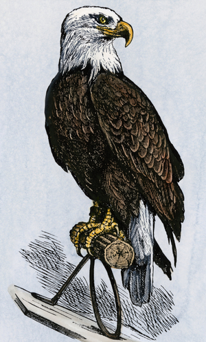 American Civil War, 1861-1865: “” Old Abe”, white-head eagle, mascot of the Wisconsin Iron Brigade, Union Army Infantry Brigade. Colour engraving of the 19th century.