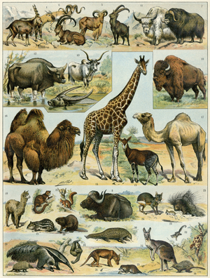 Animals from arid regions. 19th century lithograph.