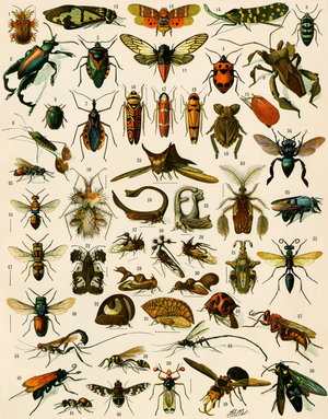 Insects, varietes including flies. 19th century lithography.