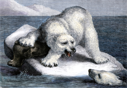 Polar bear on an iceberg protecting a seal it will eat.