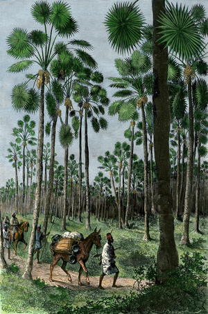 European explorers in a forest near Senegal, French colony, circa 1800 - Colorisee engraving, 19th century - European explorers in a forest near the Senegal, French West Africa, 1800s - Hand-colored woodcut of a 19th-century illustration