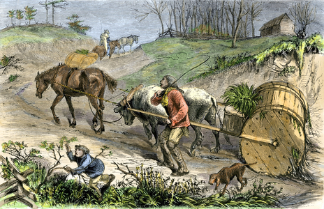 Transport tobacco to sell it on the market in Virginia, America. Colouring engraving of the 19th century.