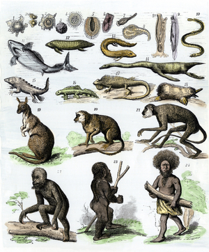 Sciences: Natural history according to Charles Darwin (Darwinism). Theory of evolution illustrating the parentage of man from bactery to human beings through the stages of fish, reptile and monkey, 1870. Colour engraving of the 19th century.