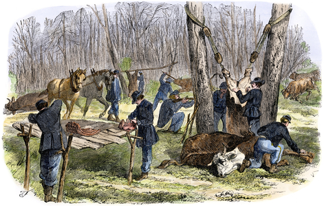 US Civil War, 1861-1865: Union soldiers killed cattle to feed the quartering in bivouac. Strong water 19th century.