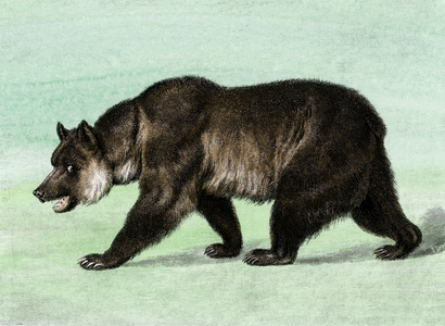 Grizzly bear (Ursus horribilis). Colour engraving around 1800, based on an illustration by Charles Nahl.