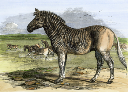 Quagga (Couagga) from Africa at the London Zoo, now extinct species, 1850s. Colour engraving of the 19th century