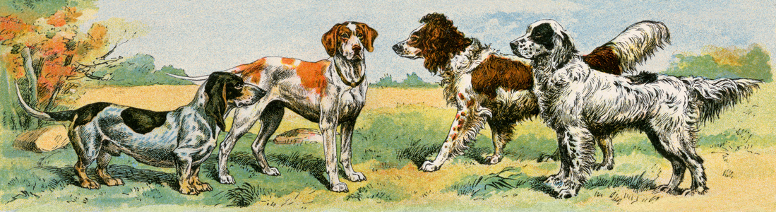 Pets, hunting dog breeds. Lithograph from 19th century illustration.