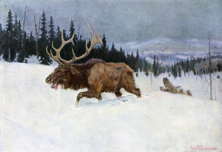 A male elan pursued by a pack of wolves in a snowy landscape of North America. Colour reproduction (Halftone) of a drawing by Philip Russell Goodwin (1882-1935), early 20th century.