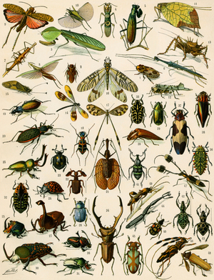 Insects, variety including beetles. 19th century lithography.
