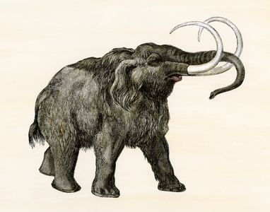 Prehistory and prehistoric animals: Mammoth. 19th century colour engraving