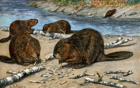 Beavers gnawing and cutting tree trunks on the shore of a North American river (Canada, USA). Colour engraving of 19th century, based on an illustration by A.B.Frost.