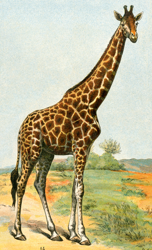 Giraffe. Lithograph from 19th century illustration.