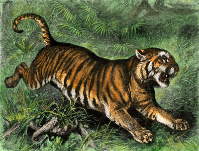 Tiger. Colour engraving 19th century.