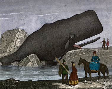 Large sperm whale flies on a beach.