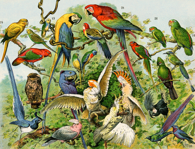 Variety of jungle birds, parrots, cacatoes. 19th century lithograph.