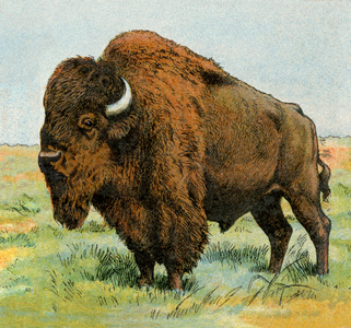 American bison. Lithograph from 19th century illustration.