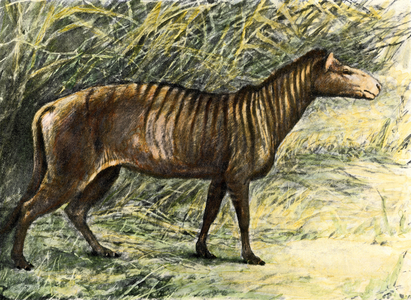 Natural Sciences: Hipparion has three fingers from the bed of the Niobrara River, South Dakota, horse ancestor. Colour engraving 1903 illustration.