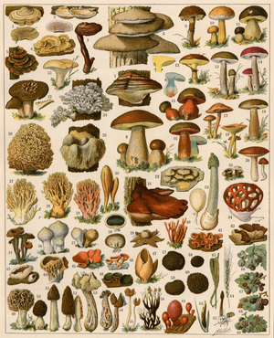 Botany: mushroom varietes. Colour lithography.