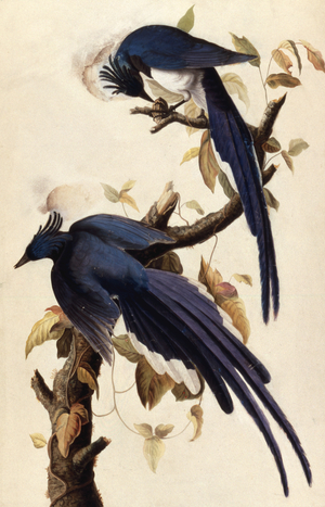 Magpie Jay, 1829 (w/c, collage & graphite on paper)