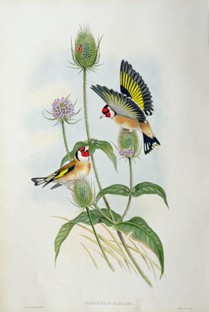 Goldfinch (Carduelis Elegans) (hand coloured litho)