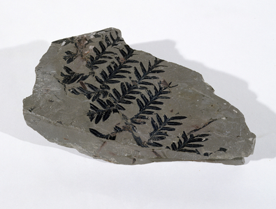 Pecopteris (Gymnosperm Frond) found at Camerton, Somerset, Upper Carboniferous Period (photo)