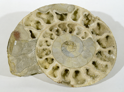Parkinsonia (Ammonite) found in Dorset, Middle Jurassic Period