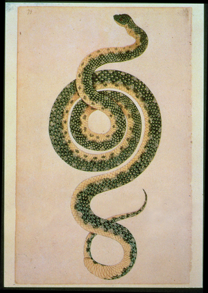 Snake (engraving)