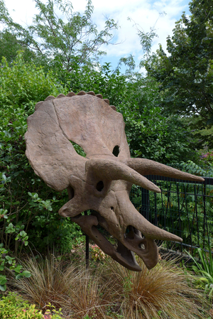 Crane de triceratops exhibits in front of the Natural History Museum at the Garden of Plants of Toulouse. This herbivorous dinosaur living at the end of Cretace (70-65 million years) was one of the last species of dinosaurs before extinction - Photo Patrice Cartier -