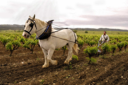 Pilling in the vineyards of the Minervois (Languedoc) with a manual fleshy drawn by a percheron horse.