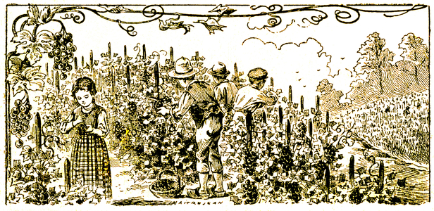 Let's sing the vine... Harvest by children. Illustration by Louis Maitrejean (1895-1947) for a school book around 1930.