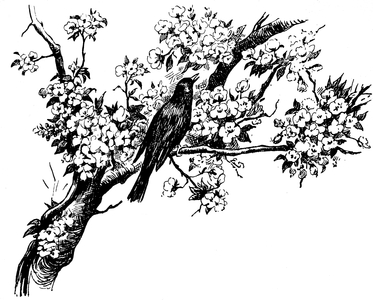 The nightingale sings. Engraving by Maurel at the end of the 19th century -
