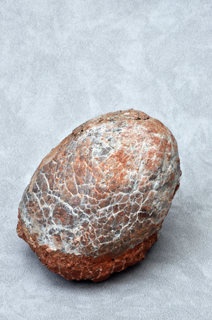Dinosaur egg found in China (Hadrosaur du Cretace) - private collection - Photo Patrice Cartier -