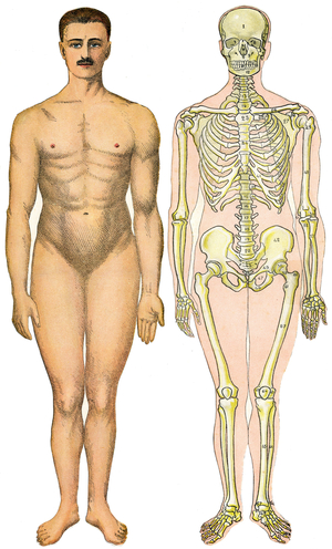 Anatomical folding sheet of the New Practical Encyclopedie of Medicine and Hygiene, by Dr. Rehm, Bookstore Aristide Quillet 1922 - human body face - naked man without apparent sex (gum sex) next to his skeleton