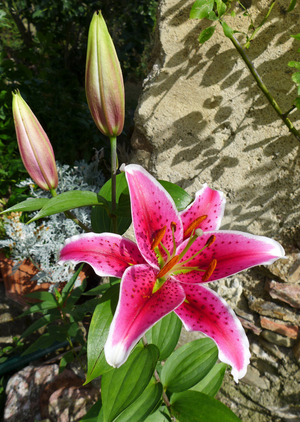 Pink lily: a large flower eclose and two other ready to bloom in a garden - Pink lily, flower in a garden - Photo Patrice Cartier -