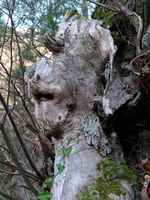 Old tree trunk forming a phantasmagoric animal head evoking the paintings of Arcimboldo (Arcimboldi). Photography Patrice Cartier