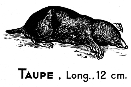 Taupe, length 12 centimeters: engraving from a school book of natural sciences (zoology) beginning 20th century -