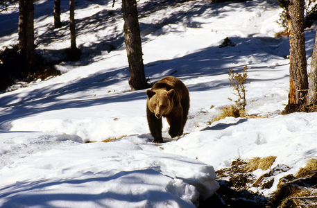 Brown bear walking on the snow in the animal park, Lesd Angles, Pyrenees, 1999-2000 (Photo)