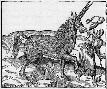 Engraving of the book of Ambrose Pare: Livre de la Unicorn (1580) - Pirassoipi, unicorn of Arabia has two frontal horns engraving after the fifth book of Andre Thevet's Cosmography.