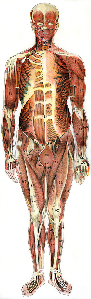 Anatomical folding sheet of the New Practical Encyclopedie of Medicine and Hygiene, by Dr. Rehm, Bookstore Aristide Quillet 1922 - human body - man's bark - muscles