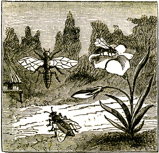 Insects: bee (insect, hymenoptere, hive, honey) - engraving of the universal encyclopedia of both worlds, 1872 -