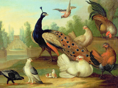 A Peacock, Doves, Chickens and a Jay in a Park