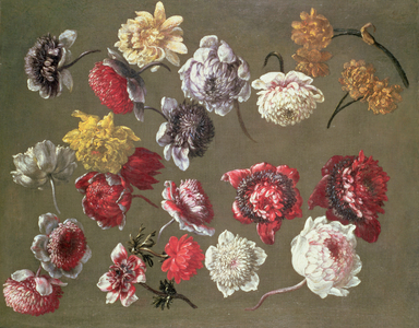 A Study of Peonies (oil on canvas)